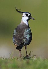 Northern Lapwing